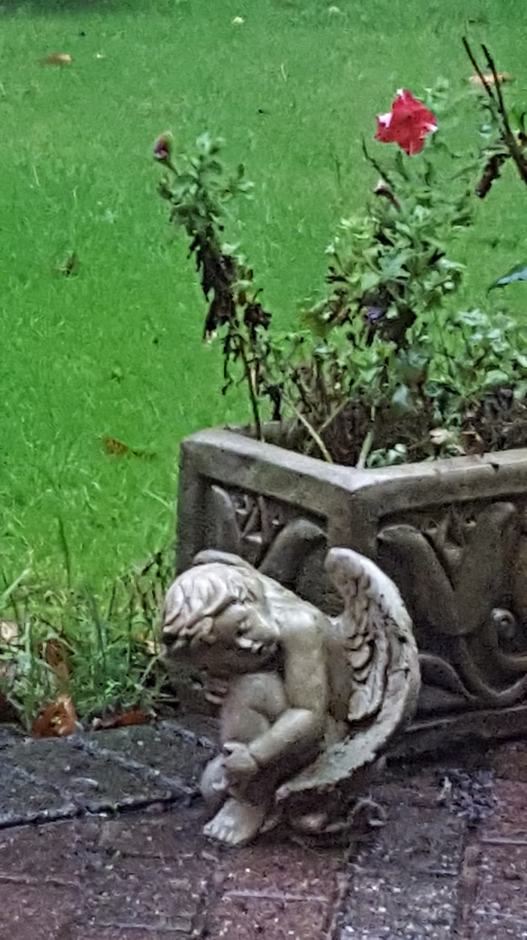 angel pic